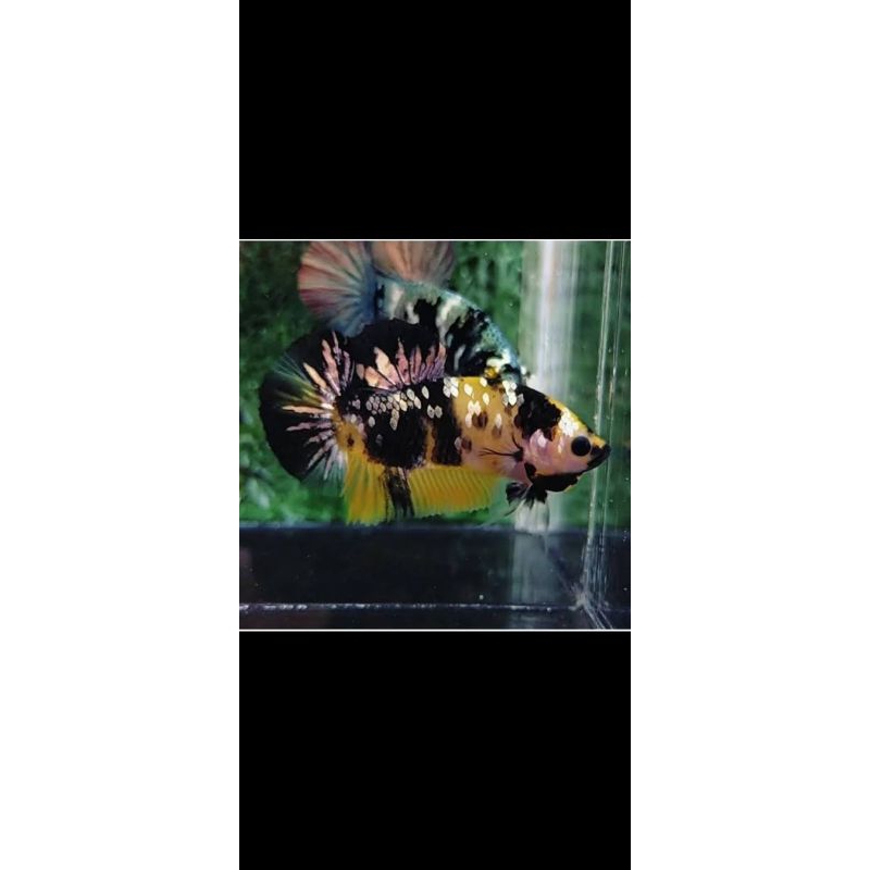 cupang plakat yellow koi Cooper