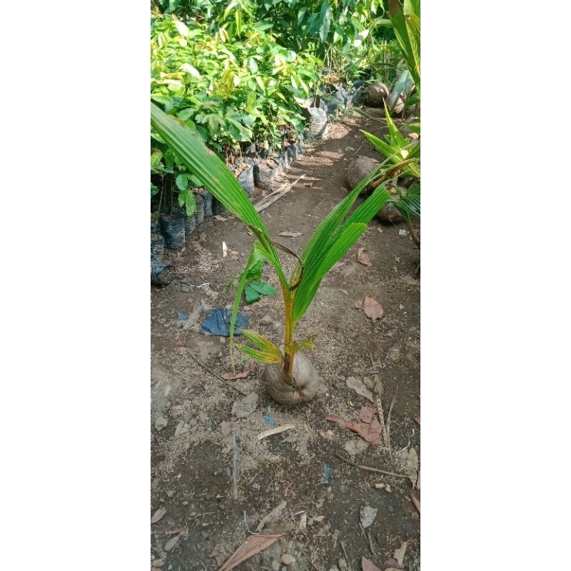 bibit Kelapa Hibrida Super Genjah