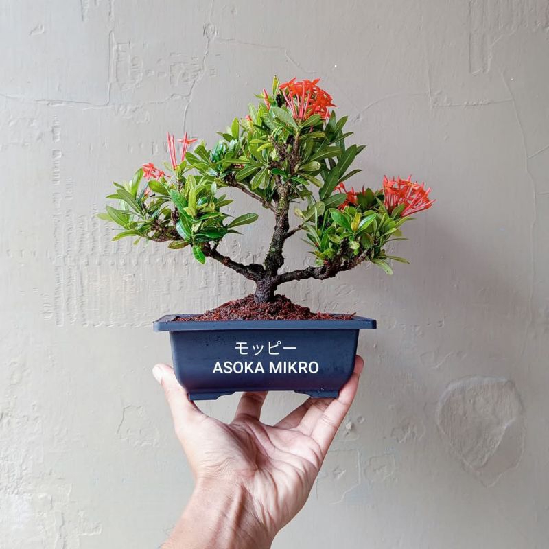 BONSAI ASOKA MIKRO SESUAI FOTO