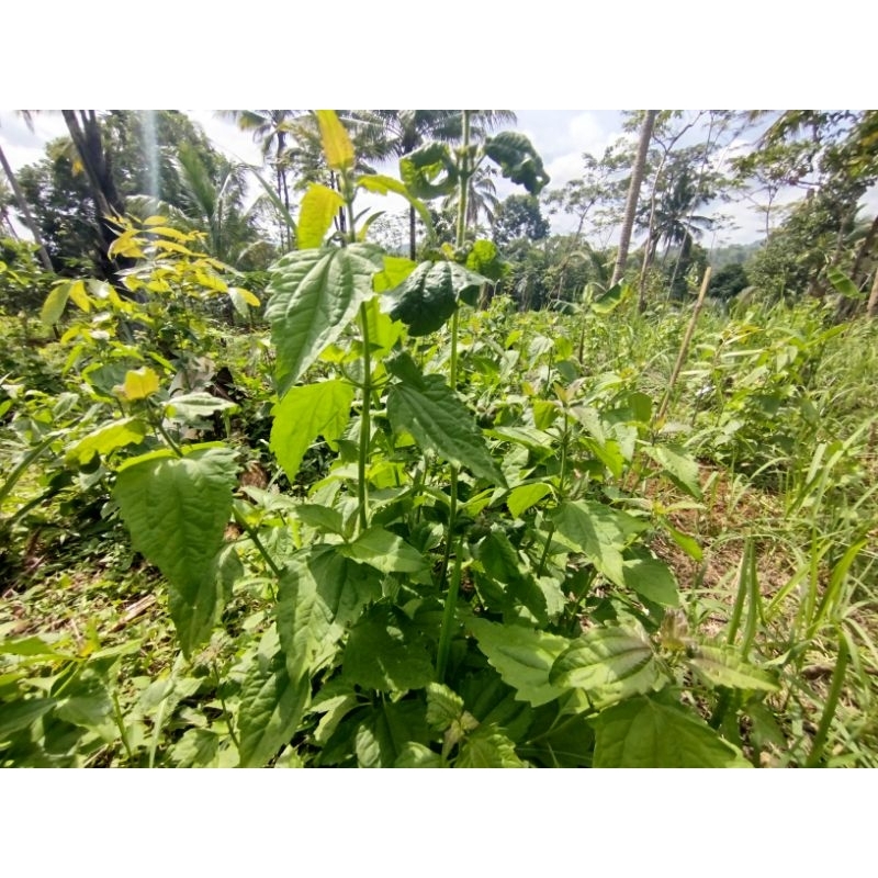 

daun kirinyuh/daun balakacida/kopasanda
