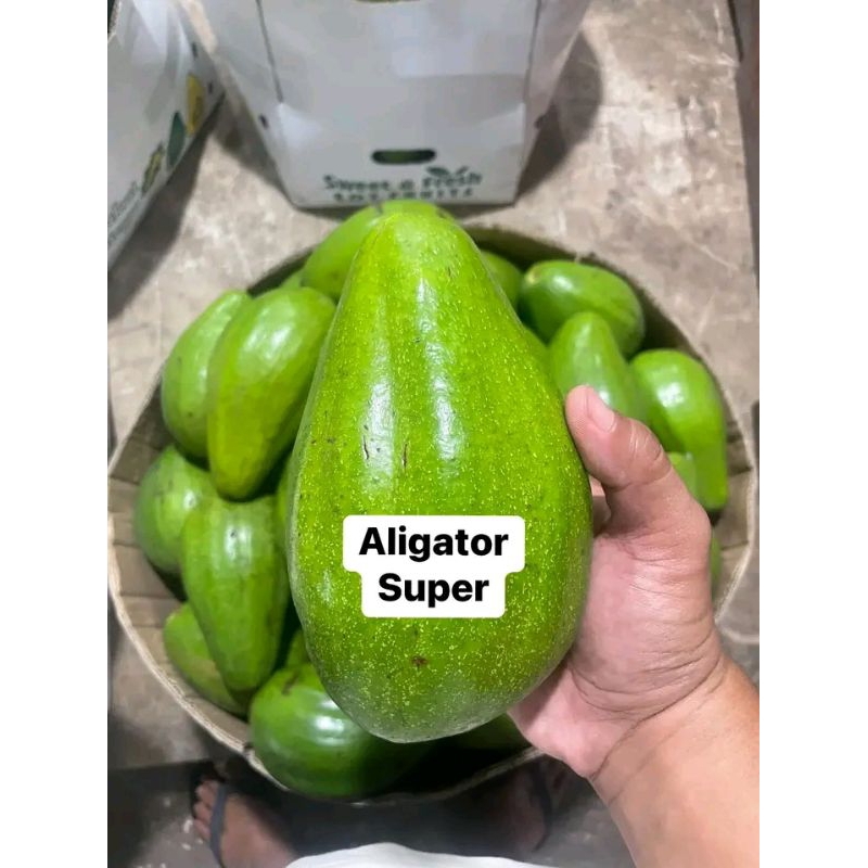 

Al pukat aligator super 1kg isi 2 /3