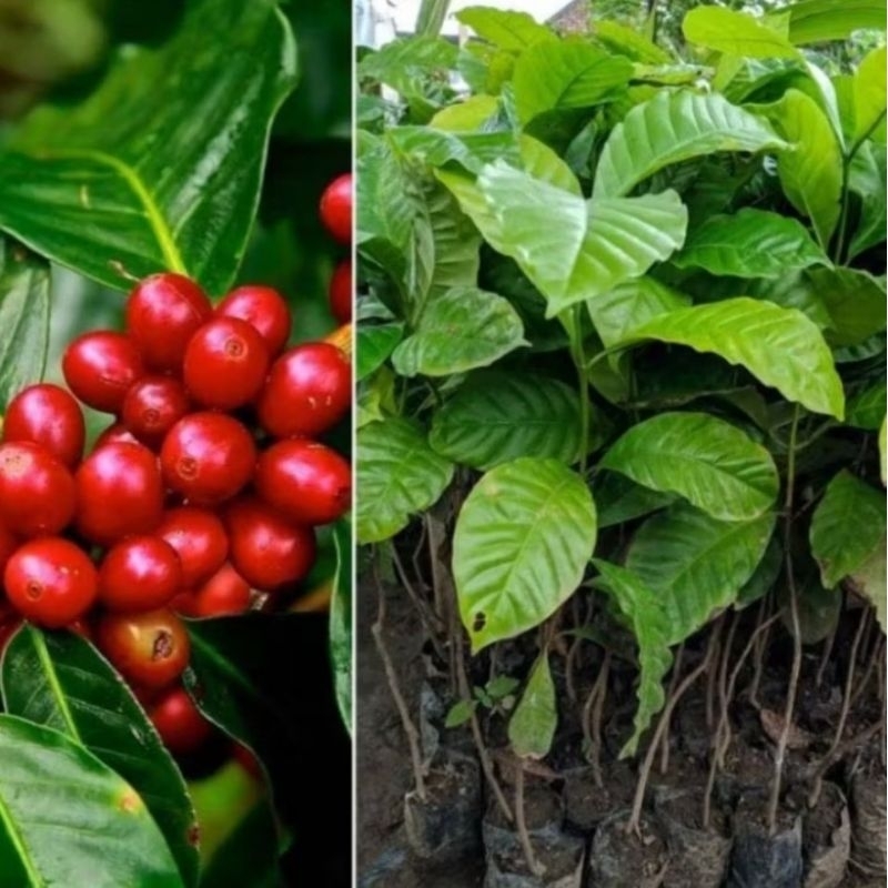Bibit Tanaman Kopi Robusta Varietas Super Unggul Siap Tanam