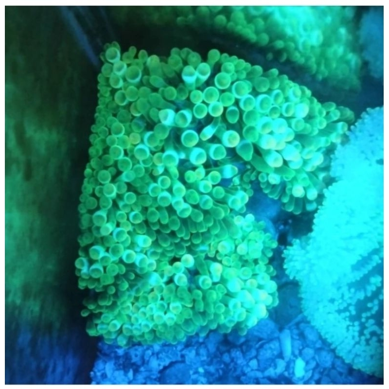 Anemon jagung Hijau metalik