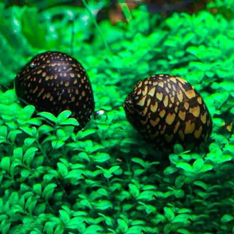 keong Batik hiasan aquascape