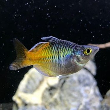 Rainbow Bosemani Balon