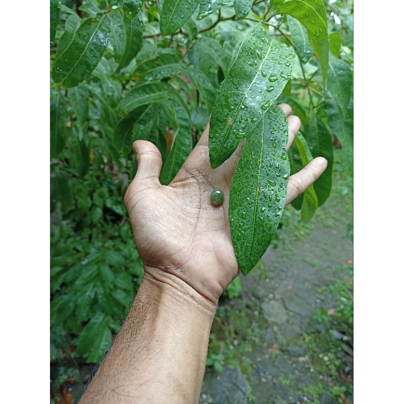 Batu Giok asli sungai luk ulo kebumen