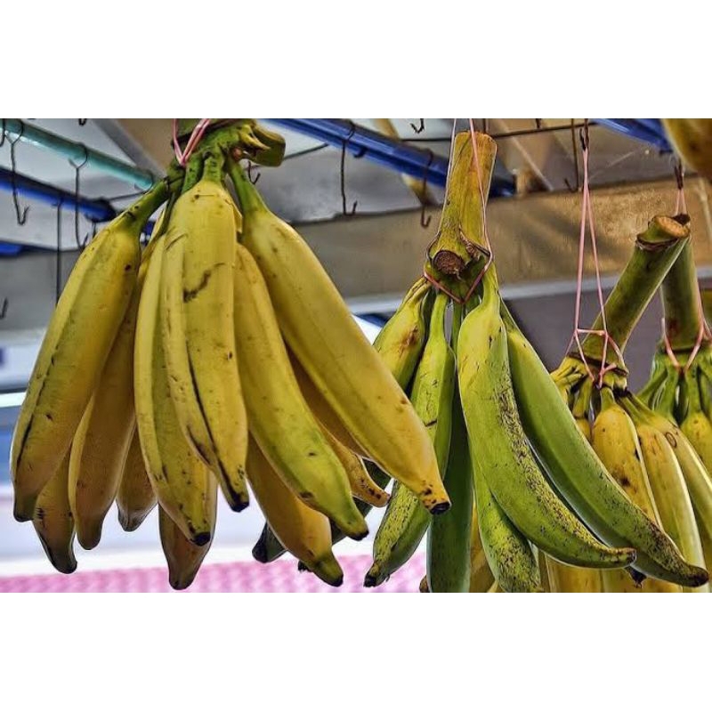 

PISANG TANDUK/ GALEK/ BAGJA 1 KG (3-5 PCS)