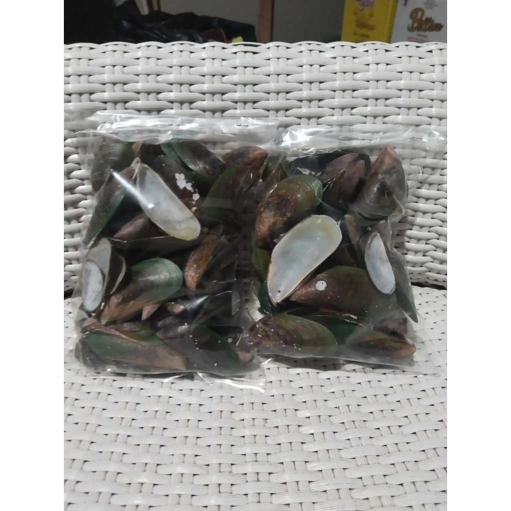cangkang / kulit kerang hijau 1 kg