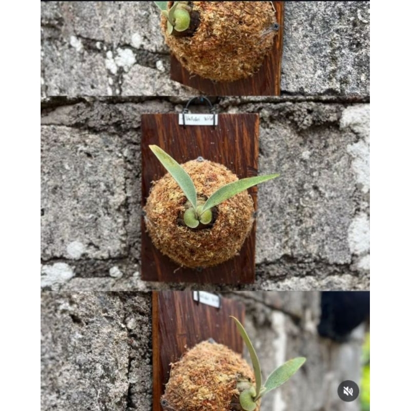 Papan Platycerium Kayu Ulin, Papan Platy, Papan Ulin Kayu Kalimantan