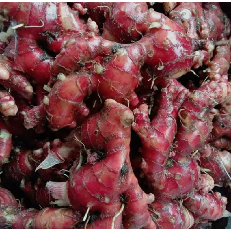 

JAHE MERAH PREMIUM 1KG