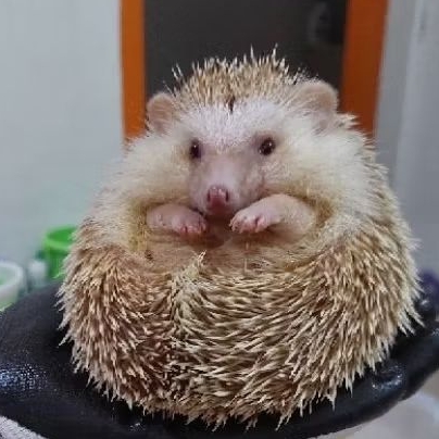 Landak Mini Anakan Indukan (Gosend Grab Only)