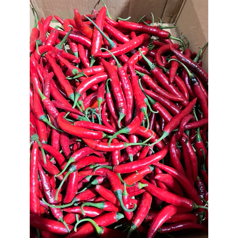 

Cabai Besar Merah berat 1 kg -Banyuwangi