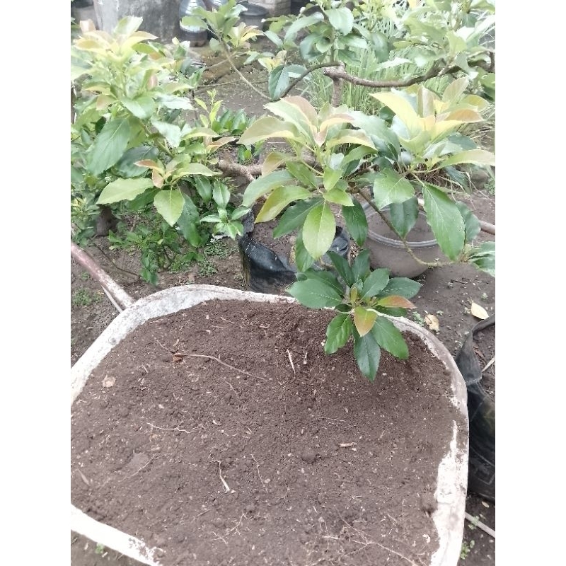 Kompos humus daun bambu subur organik murni