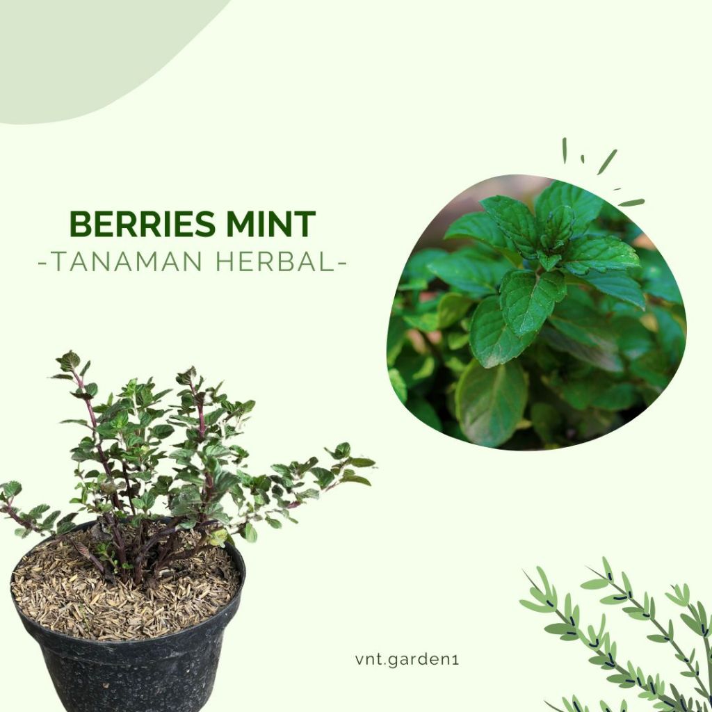 Berries Mint / Tanaman Herbal Toga Daun Mint Berries / Daun Berries Mint