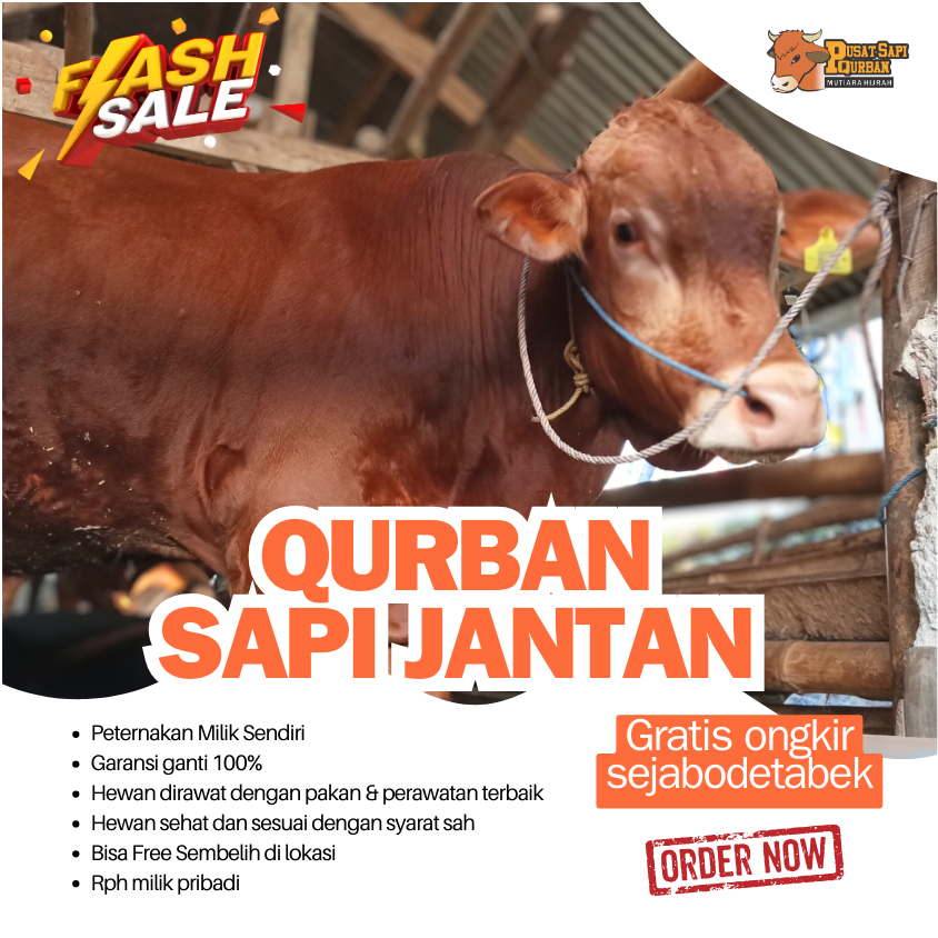Qurban Sapi Bali Madura, Simental, PO, Limosin | Jabodetabek