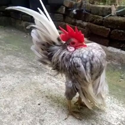 telur ayam Serama kontes asli untuk ditetaskan