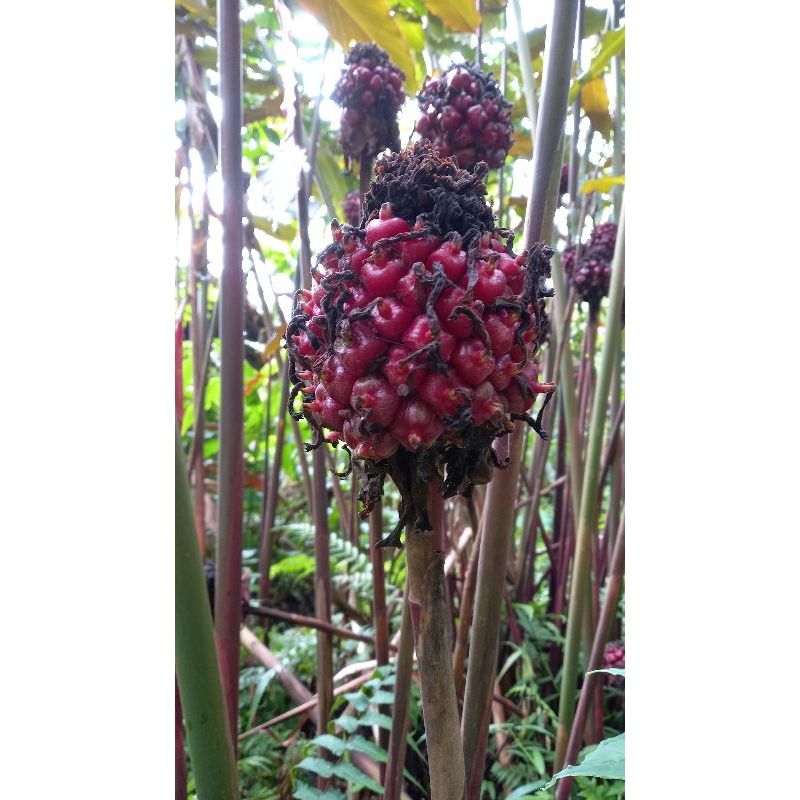 

HONJE LAKA SUPER/HONJE MERAH ASLI/HONJE SEGAR/ 1KG