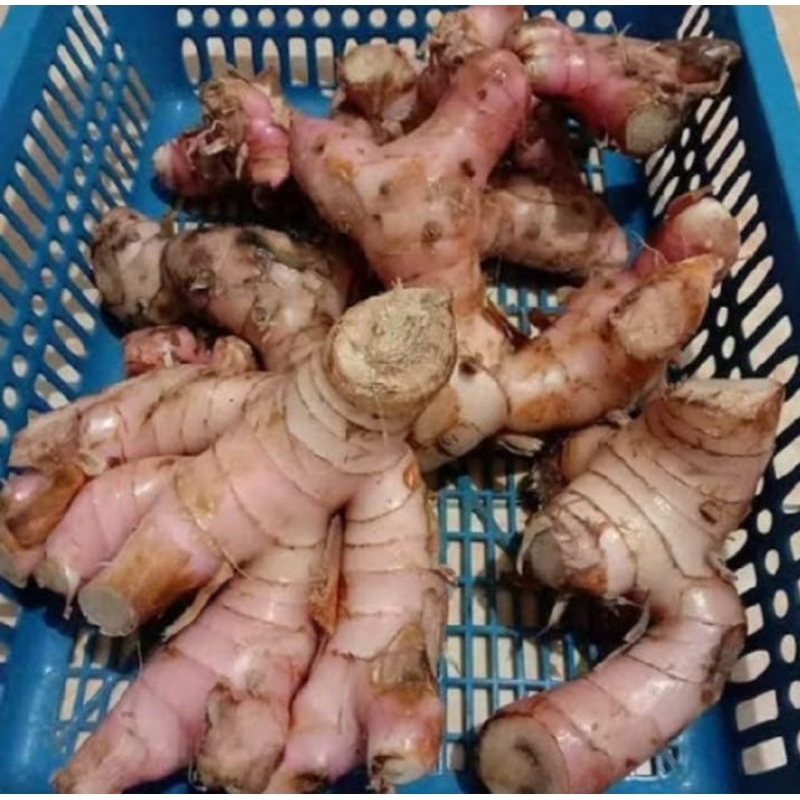 lengkuas/laja 1kg segar kualitas terbaik 1kg