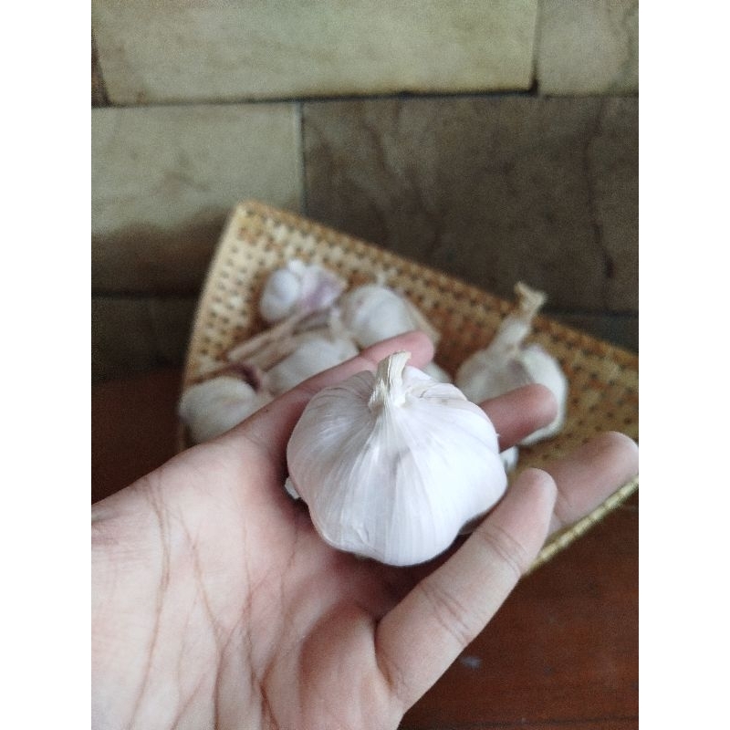 

Bawang Putih Sinco / Lokal