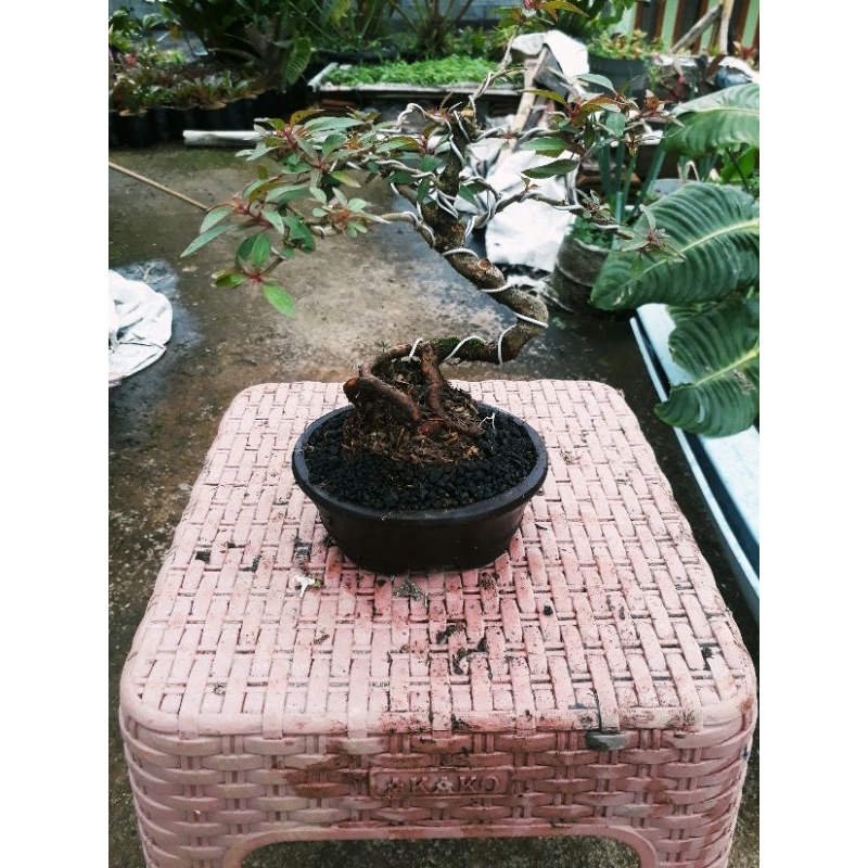 BONSAI PUSAKA DAUN MICRO LANGKA BATANG BER KARAKTER TINGGAL PAJANG