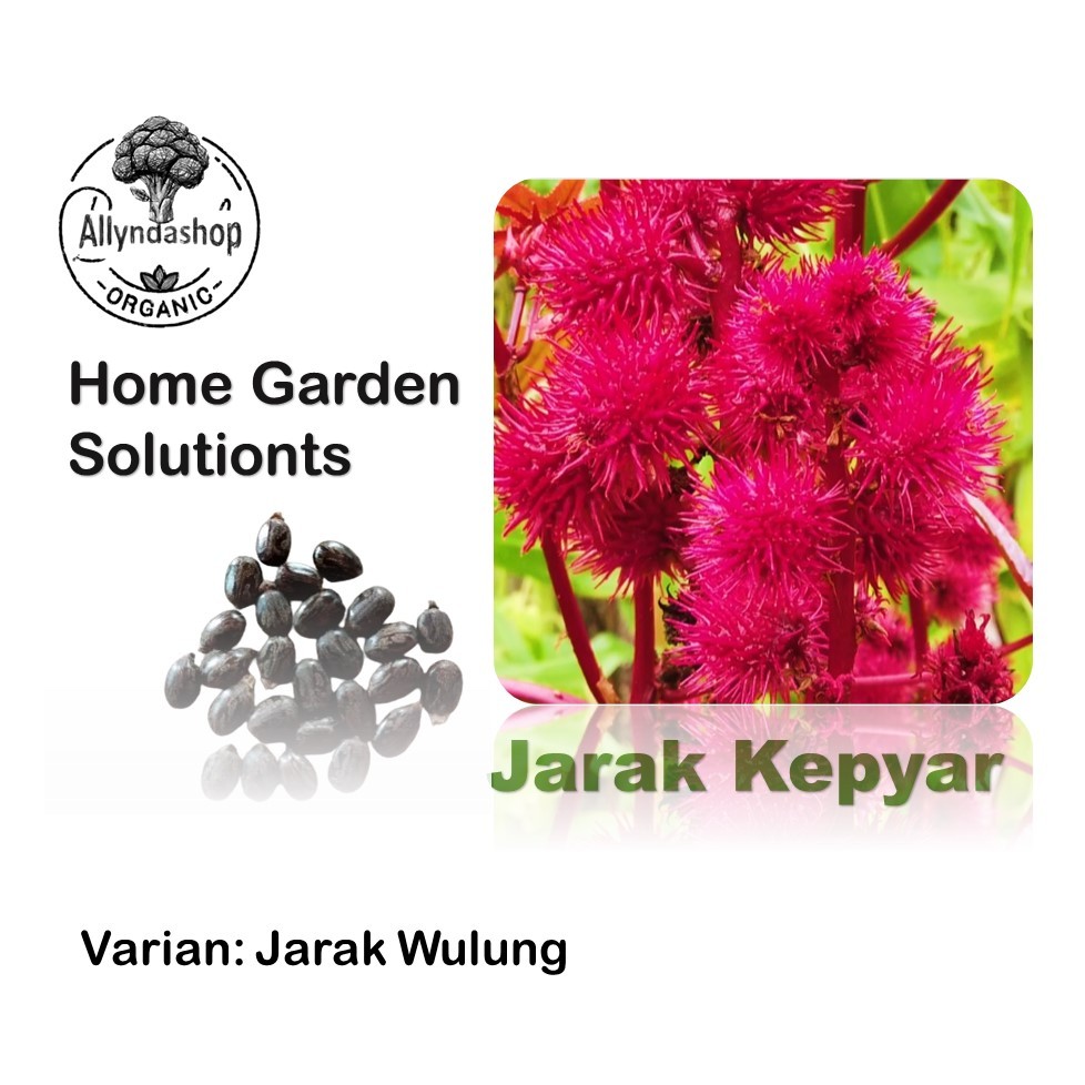 Bibit Benih Jarak Kepyar Merah Jarak Wulung