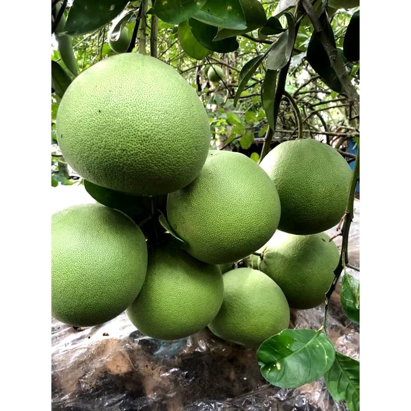 

JERUK PAMELO/BALI MANIS BERAT 40 KG UKURAN BISA RIQUES