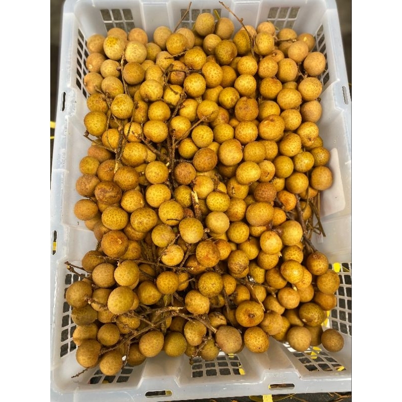 

Kelengkeng bangkok maniz