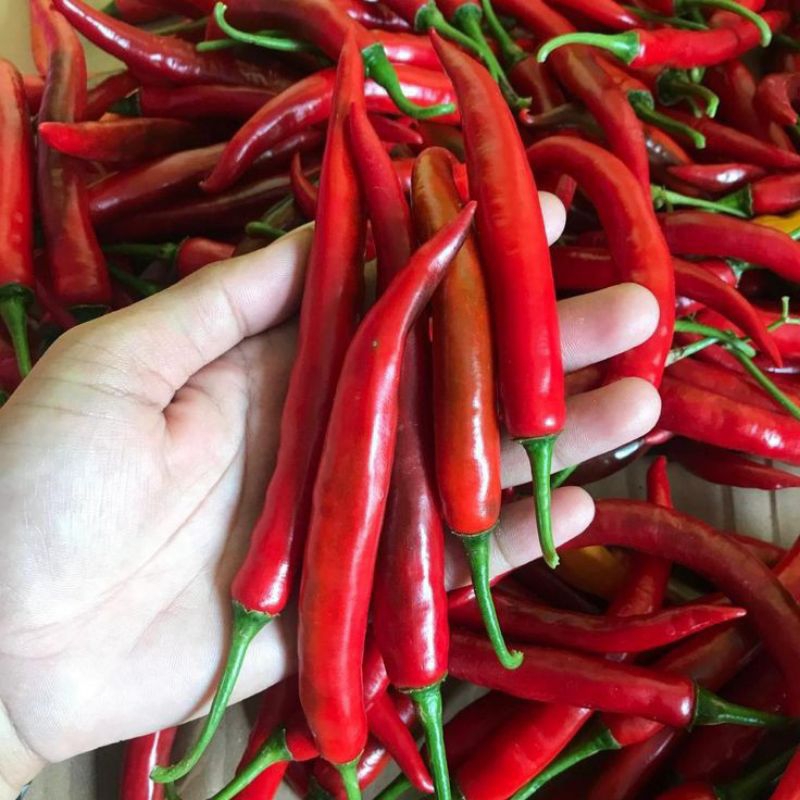 

{ 500 GRAM } Cabe merah besar fresh cabe merah gede segar