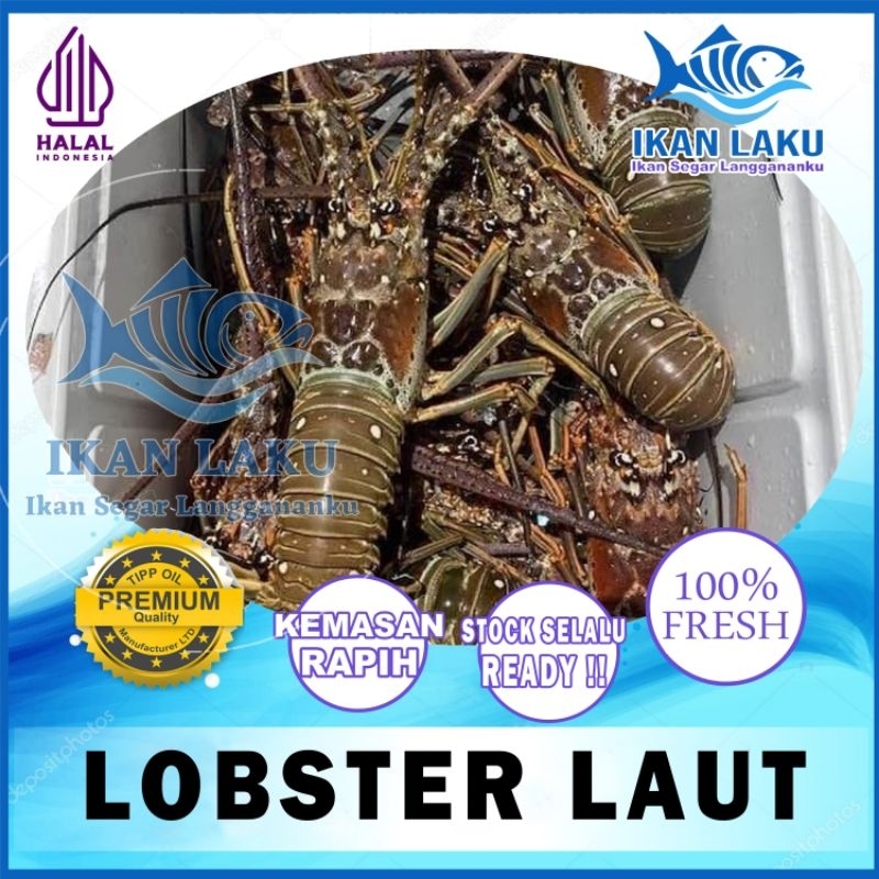 

UDANG LOBSTER FRESH PREMIUM FRESH TERMURAH BERGARANSI IKAN LAKU IKAN SEGAR IKAN BEKU