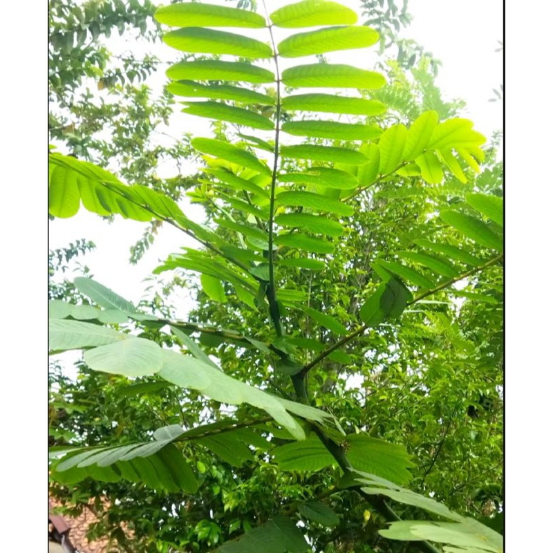 

daun kimanila /daun ketepeng China ( 100 grm )mengatasi penyakit kulit .jamur kurap kudis