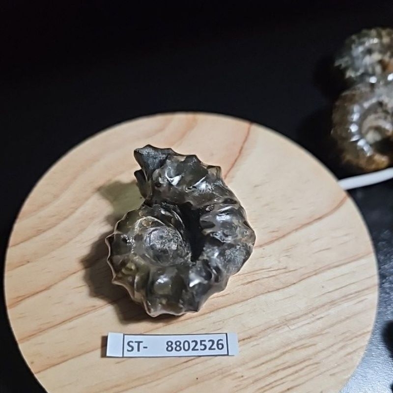 CRYSTAL AMMONITE  Madagascar Rough HQ Batu Asli