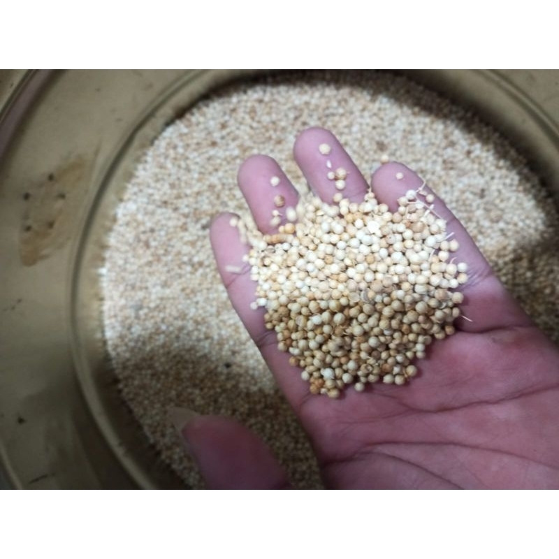 

Rempah Ketumbar 1kg
