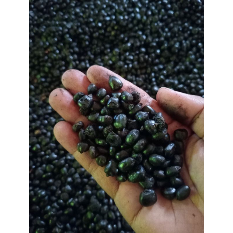 

50kg Jagung Oven Siap Giling