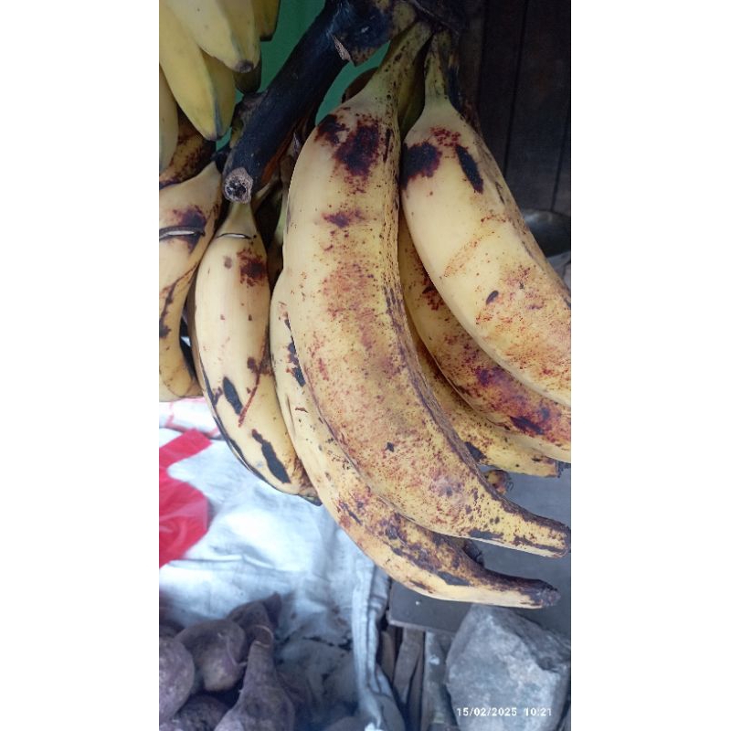 

PISANG TANDUK