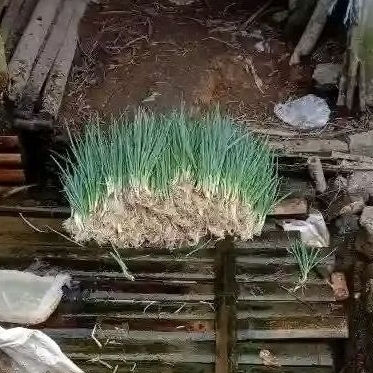 

bawang daun 100gram segar kualitas terbaik