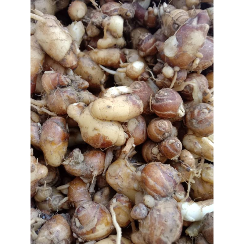 

kencur /cikur Madura 1kg