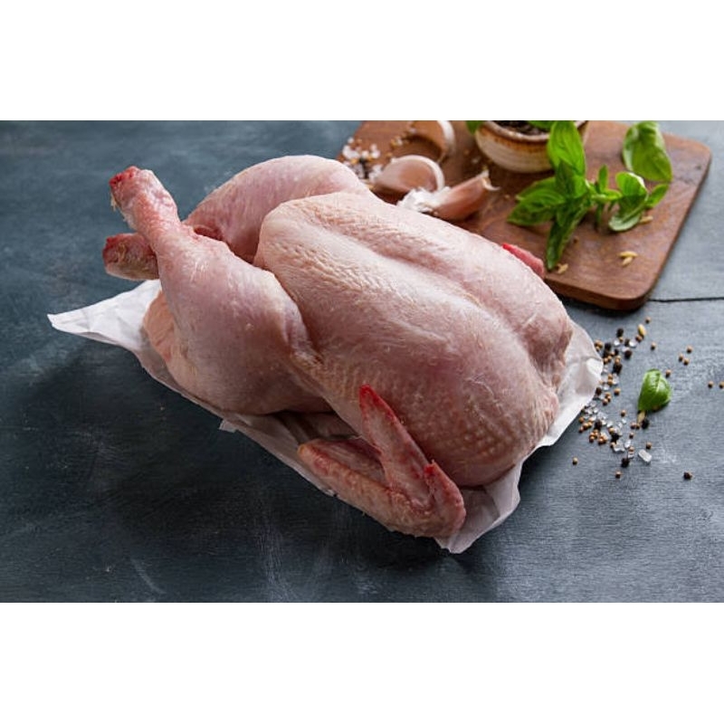 

ayam segar / ayam potong