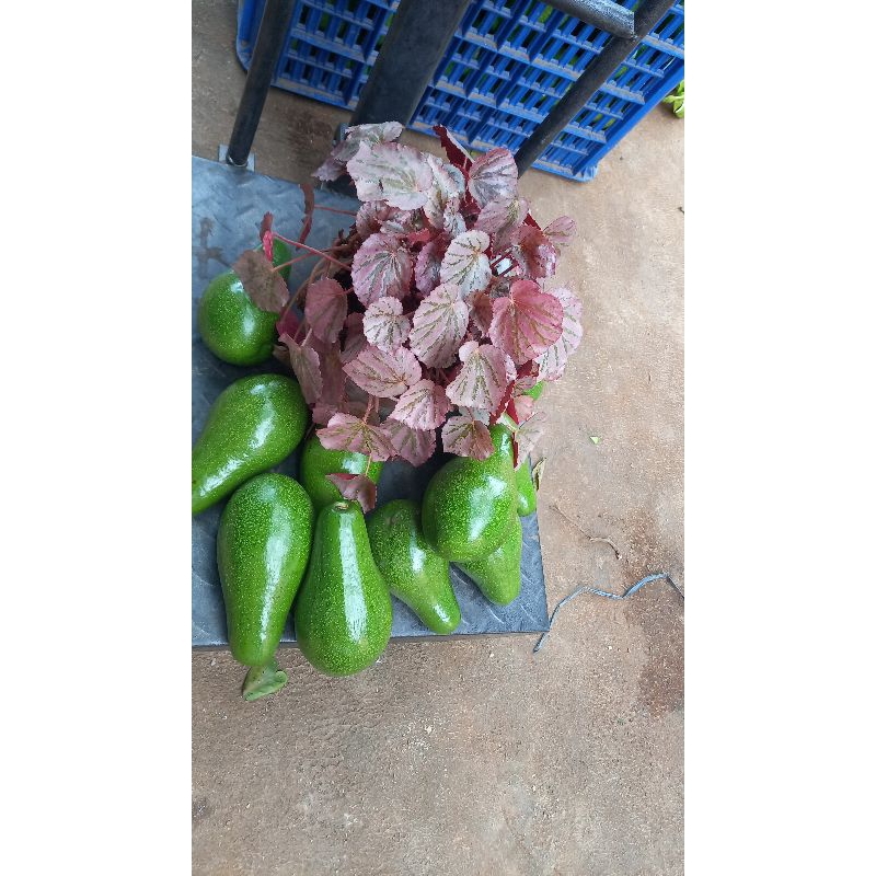 

alpukat mentega muria