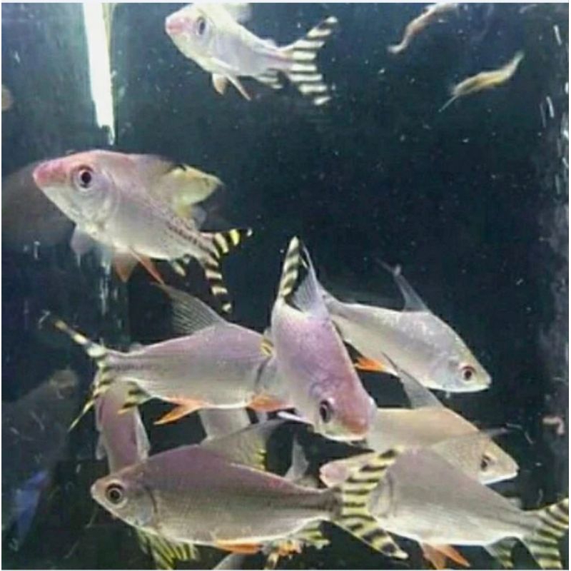 Ikan Yellow Feifeng YFF flagtail fefeng hiasan aquarium tankmate pembersih lumut kaca kolam hias rep