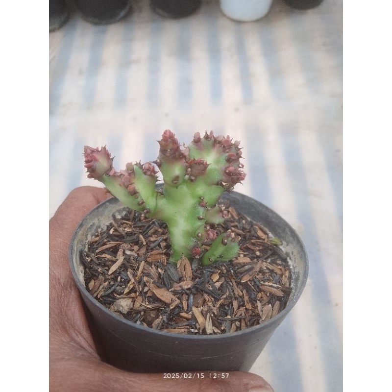 euphorbia laktea red dragon