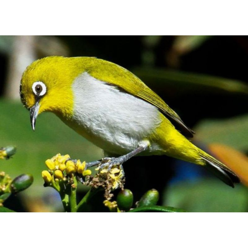 pleci Bustomi pilihan