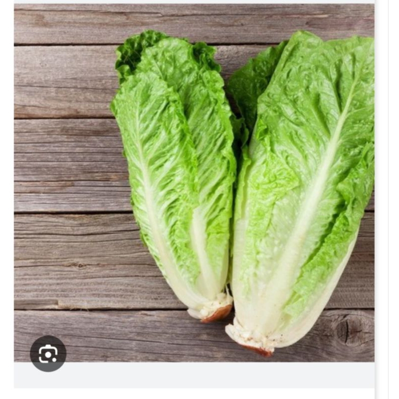 

Sayur Romaine Segar ½kg - 500gram