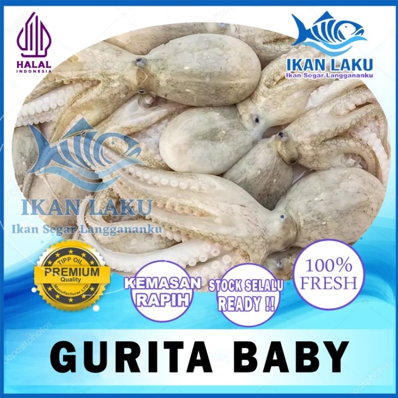 

GURITA DAN BABY OCTOPUS FRESH TERMURAH BERGARANSI IKAN LAKU IKAN SEGAR IKAN BEKU