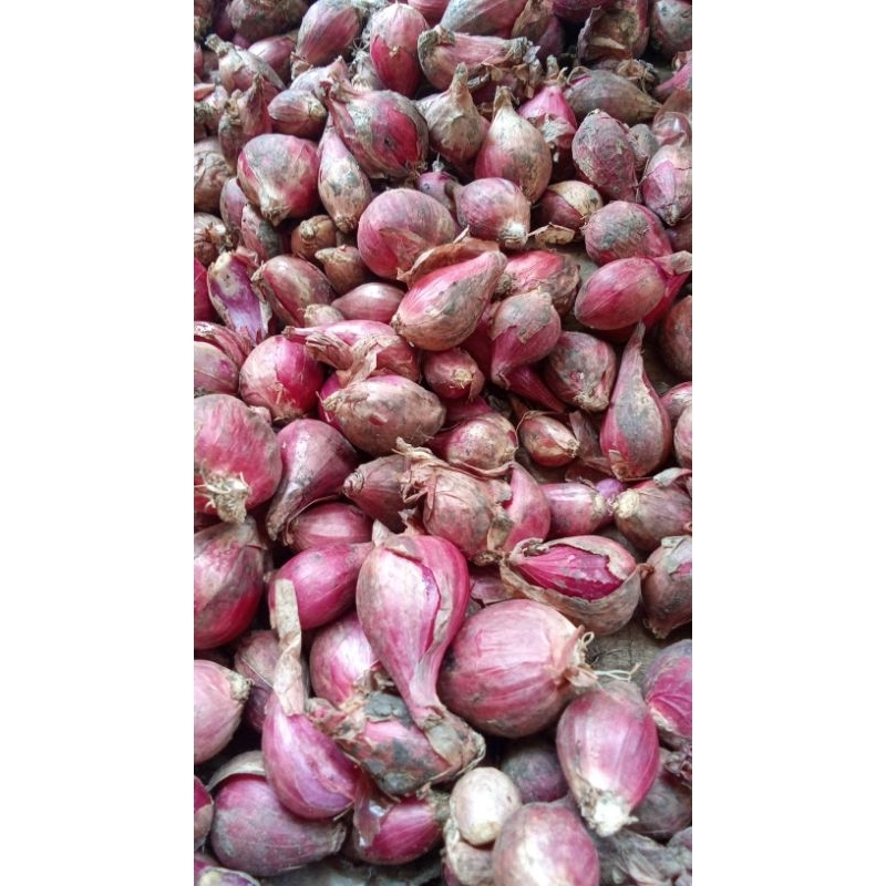 

Bawang Merah 1kg