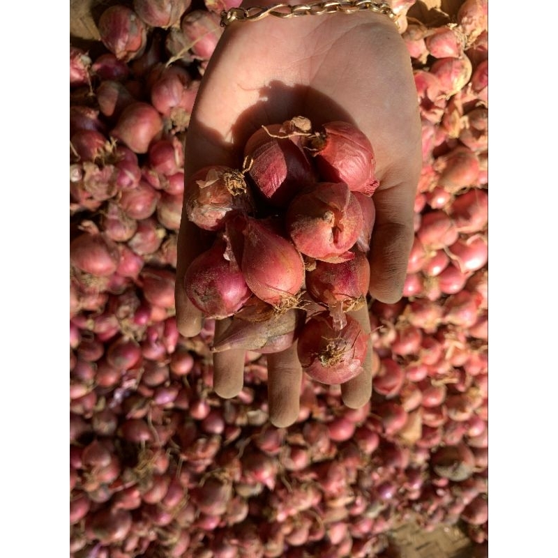 

Bawang Merah Bali Karet Garing Poll 1KG