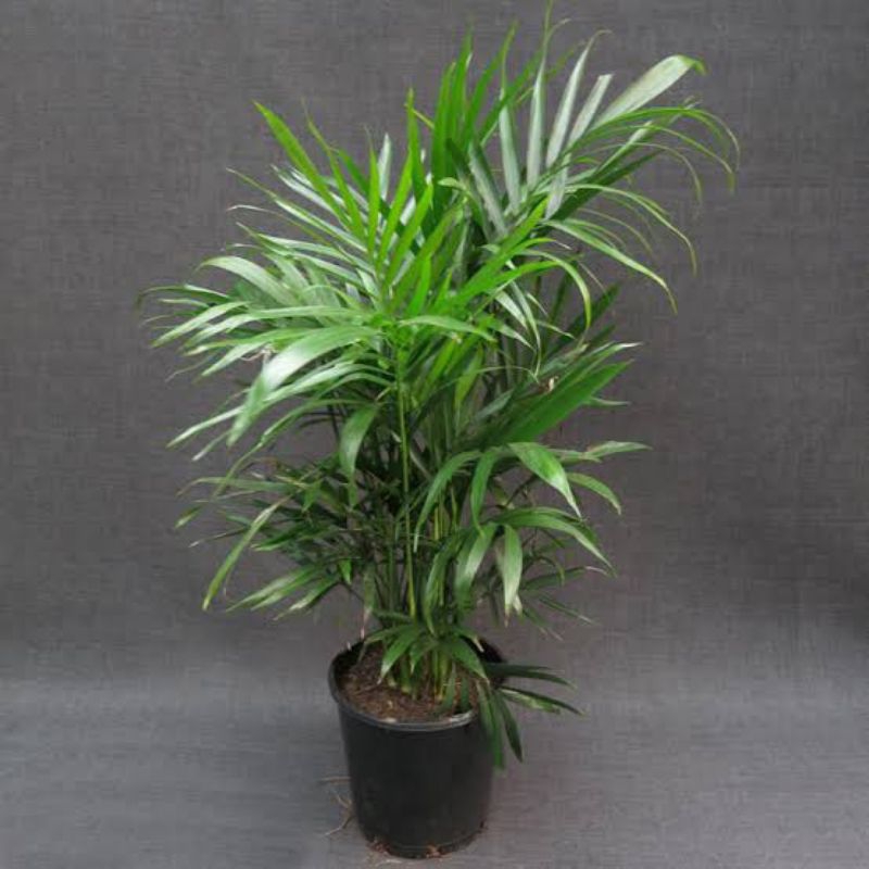 TERMURAH PALEM KOMODORIA-TANAMAN HIAS PALEM KOMODORIA