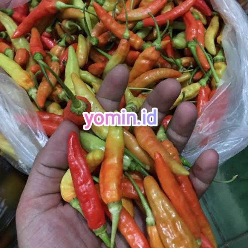 

Cabe Cablak/ Rawit Biasa/Rawit Bencong