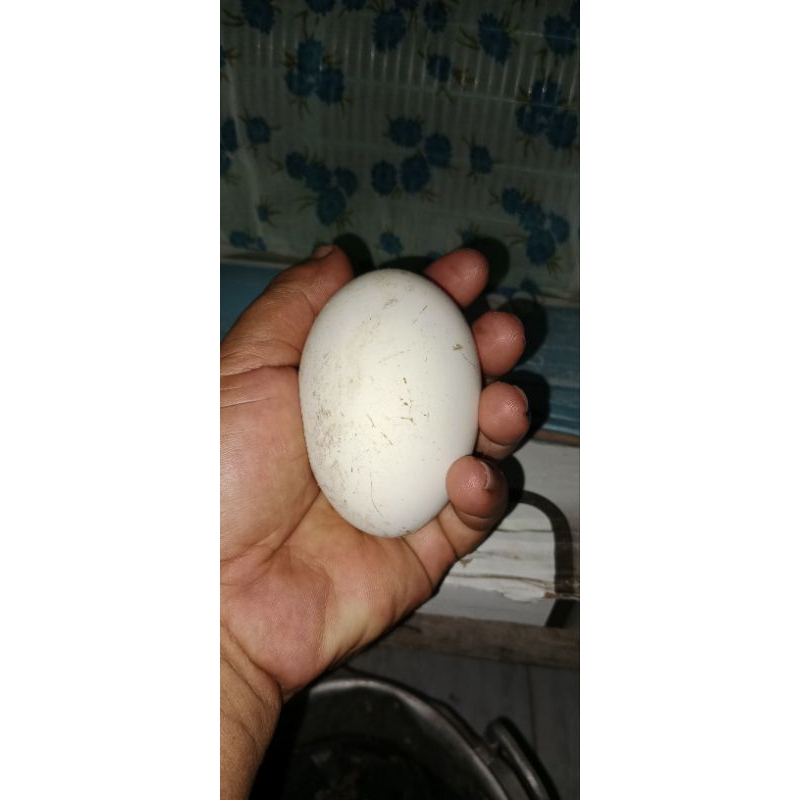 

TELUR ANGSA/SOANG BERKUALITAS TINGGI UNTUK KONSUMSI