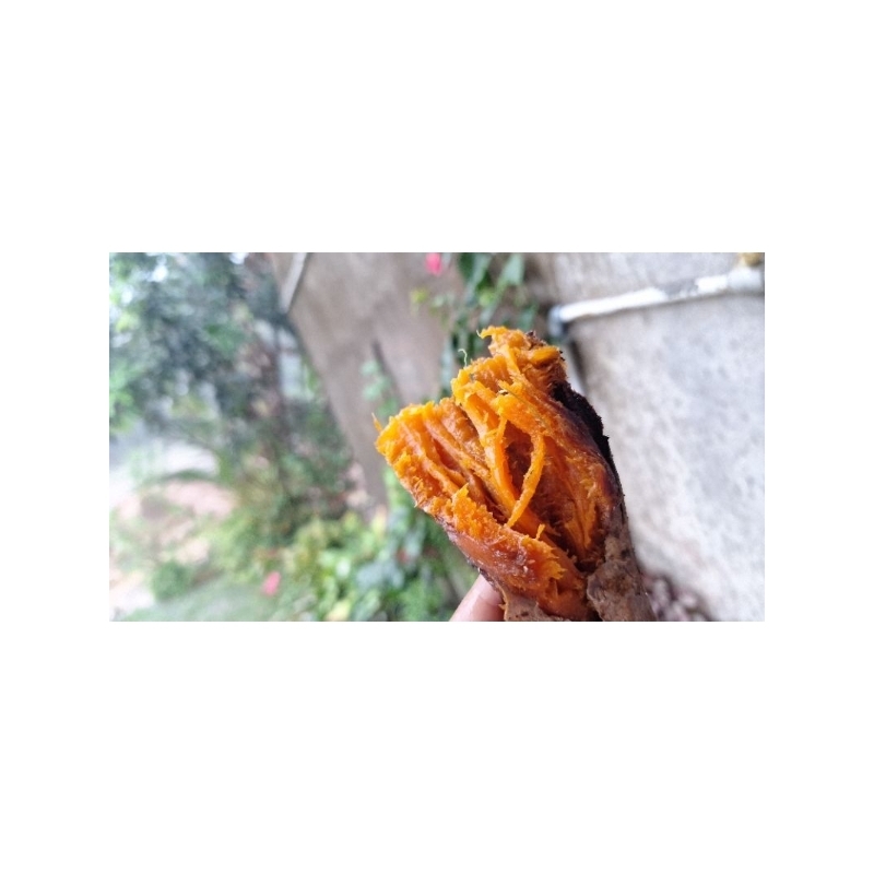 

Ubi Madu Oven Sungai Lilin Muba