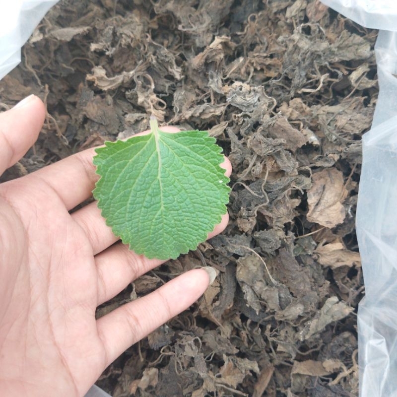 

Daun Torbangun/bangun-bangun kering real pic (Coleus amboinicus)